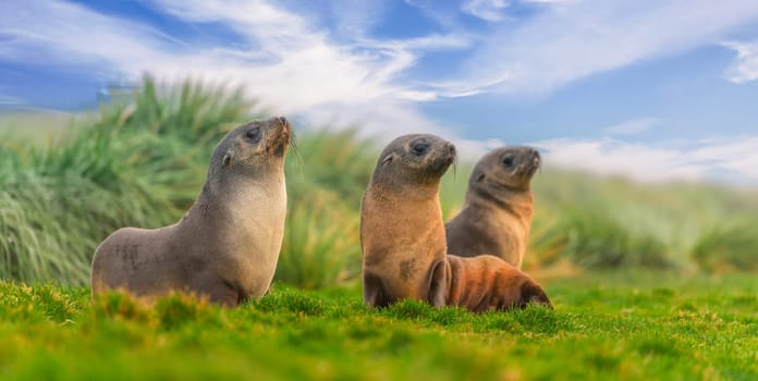 a group young pretty Antarctic fur seals Antarctic fur seal babies (Arctocephalus gazella) playing Together in South Georgia in their natural environment