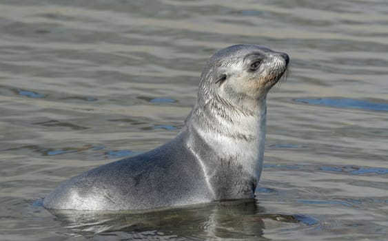 Young Antarctic fur seal , Antarctic fur seal (Arctocephalus gazella) in South Georgia in its natural environment