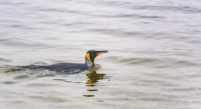 swimming king penguins (APTENODYTES PATAGONICUS) in the water