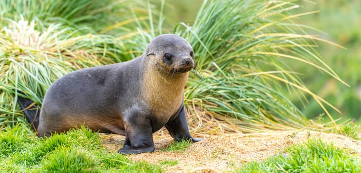 Young Antarctic fur seal , Antarctic fur seal (Arctocephalus gazella) in South Georgia in its natural environment