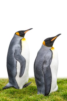Pair of 2 king penguins (APTENODYTES PATAGONICUS) isolated against white background