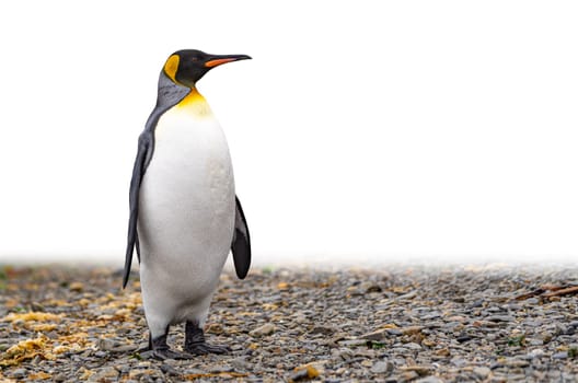 noble king penguin (APTENODYTES PATAGONICUS) comes out of the sea in South Georgia wet - with drops of water on its plumage