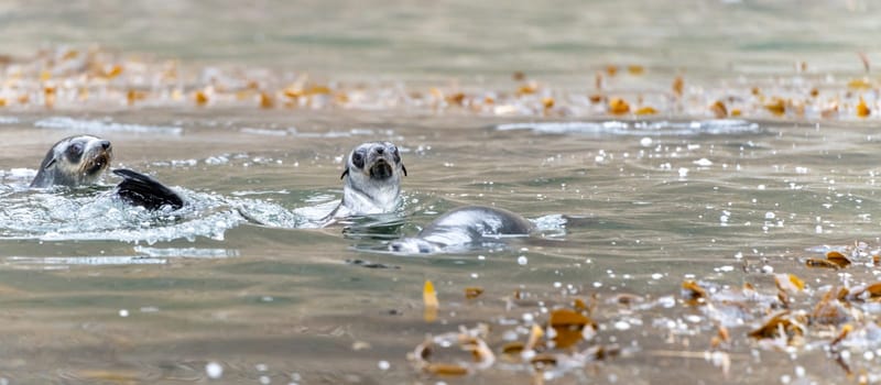 2 young pretty Antarctic fur seals  Antarctic fur seal babies (Arctocephalus gazella) playing Together in South Georgia in their natural environment in the water