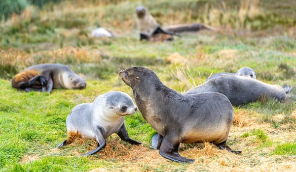 2 young pretty Antarctic fur seals Antarctic fur seal babies (Arctocephalus gazella) playing Together in South Georgia in their natural environment in the water