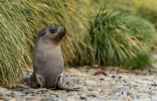 Young Antarctic fur seal , Antarctic fur seal (Arctocephalus gazella) in South Georgia in its natural environment