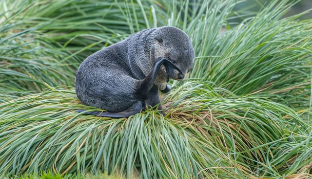 Young Antarctic fur seal , Antarctic fur seal (Arctocephalus gazella) in South Georgia in its natural environment