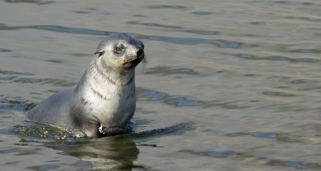 Young Antarctic fur seal , Antarctic fur seal (Arctocephalus gazella) in South Georgia in its natural environment