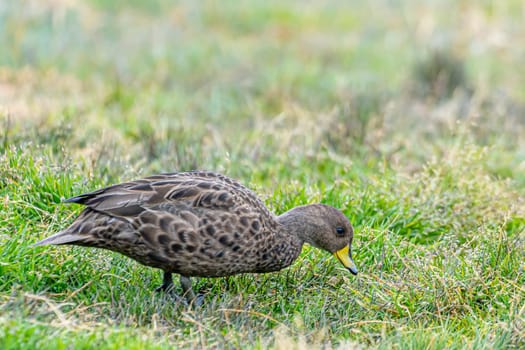 Small, mottled, predominantly brown Sharp-tailed Duck (Anas georgica) on South Georgia