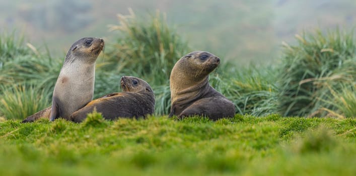 2 young pretty Antarctic fur seals  Antarctic fur seal babies (Arctocephalus gazella) playing Together in South Georgia in their natural environment in the water