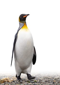 noble king penguin (APTENODYTES PATAGONICUS) comes out of the sea in South Georgia wet - with drops of water on its plumage