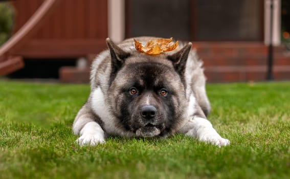 Beautiful American Akita breed dog, portrait with a funny muzzle on the grass. Fluffy, woolly young pet. The concept of pets, pet food, pet supplies, veterinary.