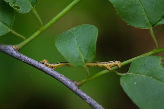 A caterpillar of a frost moth well camouflaged in a bush.