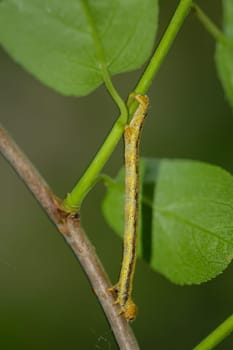 A caterpillar of a frost moth well camouflaged in a bush.