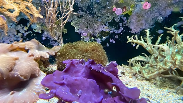 The most diverse types and shapes of corals in a marine tank.