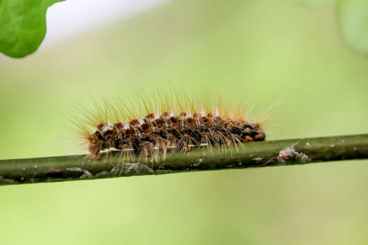 The caterpillar of a goldafter, butterfly on a plant.
