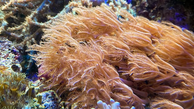The most diverse types and shapes of corals in a marine tank.