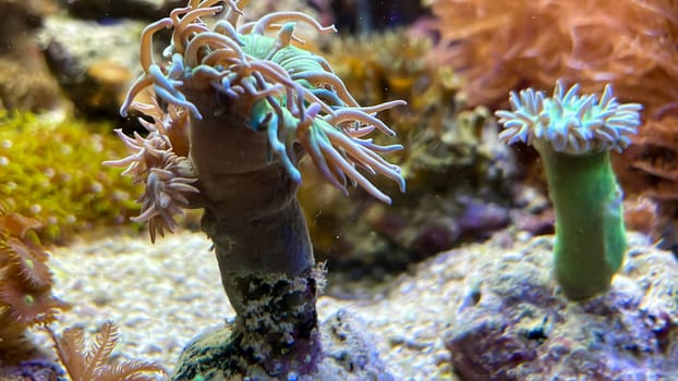 The most diverse types and shapes of corals in a marine tank.