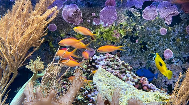 Many orange fish between corals.