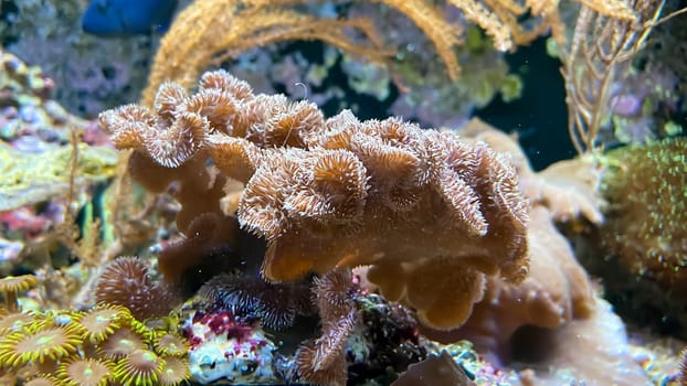 The most diverse types and shapes of corals in a marine tank.