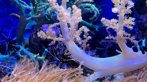 The most diverse types and shapes of corals in a marine tank.