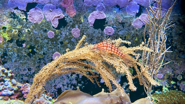 A coral guardian fish lying on a coral.