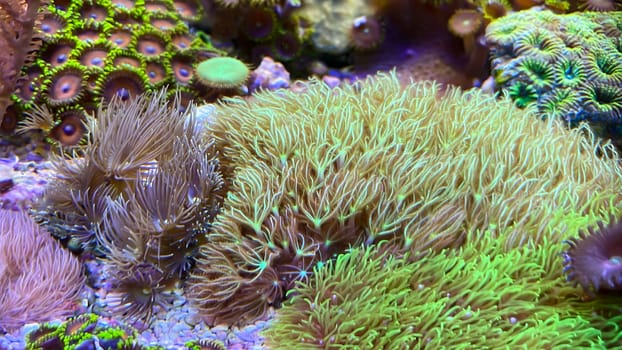 The most diverse types and shapes of corals in a marine tank.