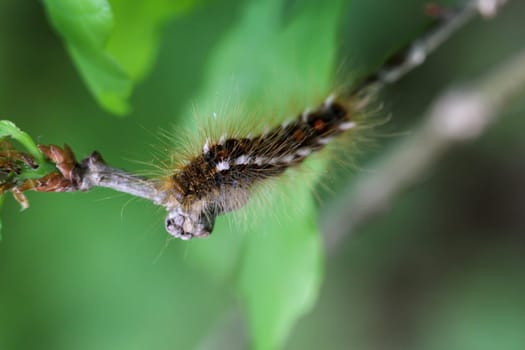 The caterpillar of a goldafter, butterfly on a plant.