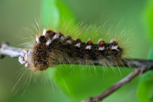 The caterpillar of a goldafter, butterfly on a plant.