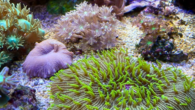 The most diverse types and shapes of corals in a marine tank.