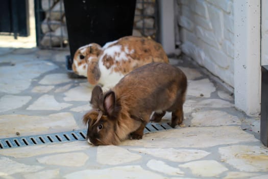 Little dwarf rabbit frolicking in a yard.