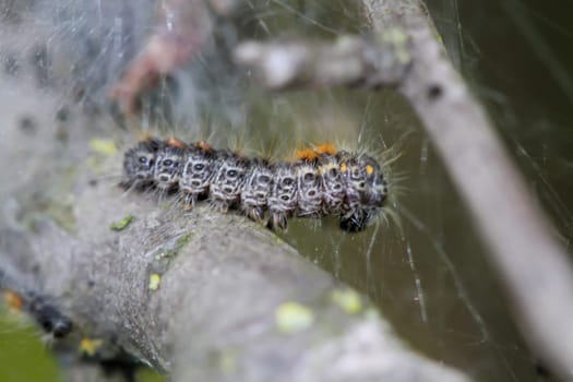 A caterpillar (dark version) of the hare owl.