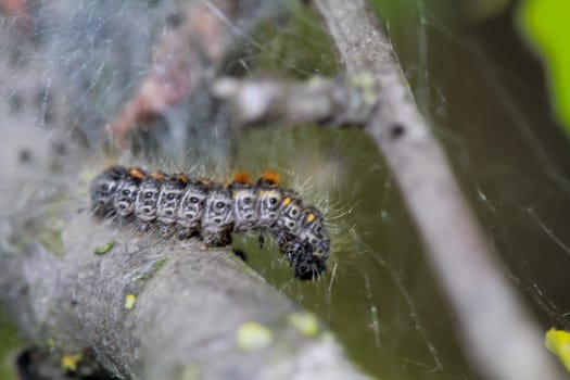 A caterpillar (dark version) of the hare owl.