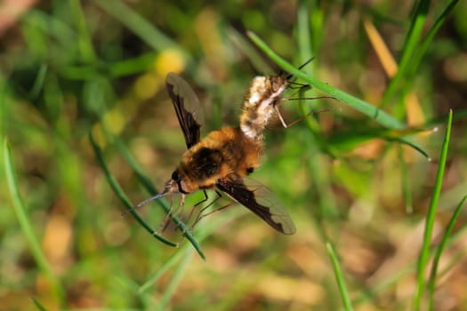 A pair of woolly hummingbirds mating on a blade of grass.