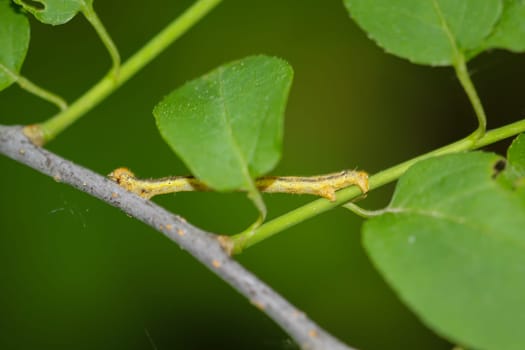 A caterpillar of a frost moth well camouflaged in a bush.