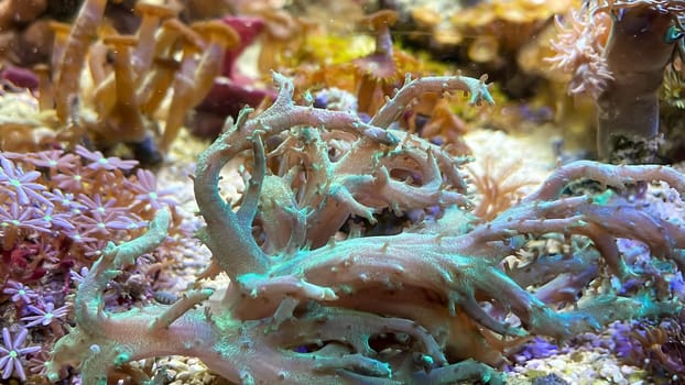 The most diverse types and shapes of corals in a marine tank.