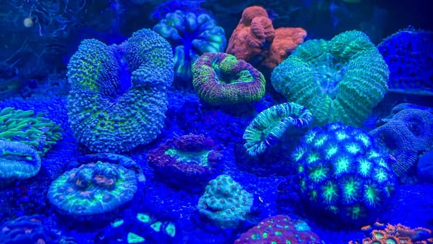 The most diverse types and shapes of corals in a marine tank.