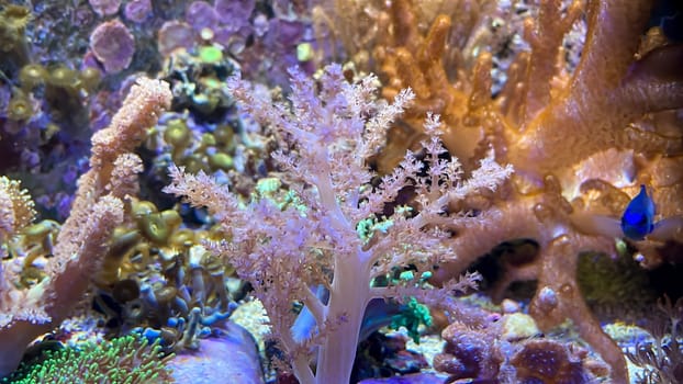 The most diverse types and shapes of corals in a marine tank.