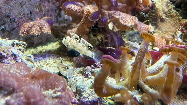 Gobies well camouflaged among corals in the aquarium.