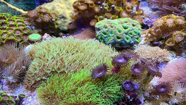 The most diverse types and shapes of corals in a marine tank.