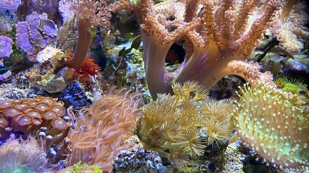 The most diverse types and shapes of corals in a marine tank.