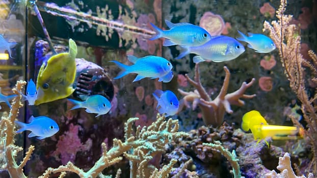 Many swallowtails, fish swim around corals.