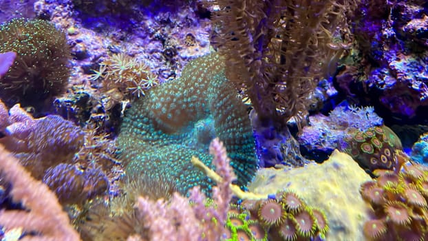 The most diverse types and shapes of corals in a marine tank.