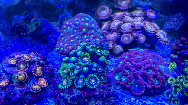 The most diverse types and shapes of corals in a marine tank.
