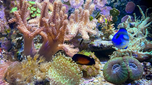 The most diverse types and shapes of corals in a marine tank.