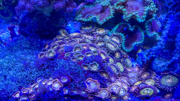 The most diverse types and shapes of corals in a marine tank.
