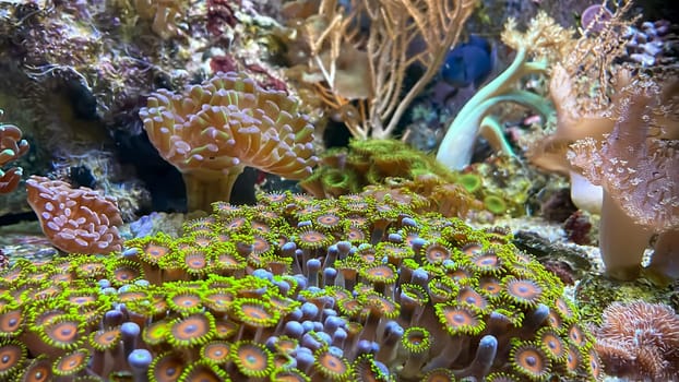 The most diverse types and shapes of corals in a marine tank.