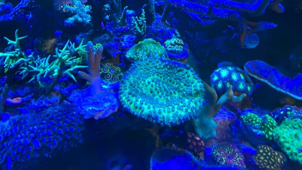 The most diverse types and shapes of corals in a marine tank.