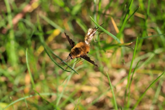 A pair of woolly hummingbirds mating on a blade of grass.