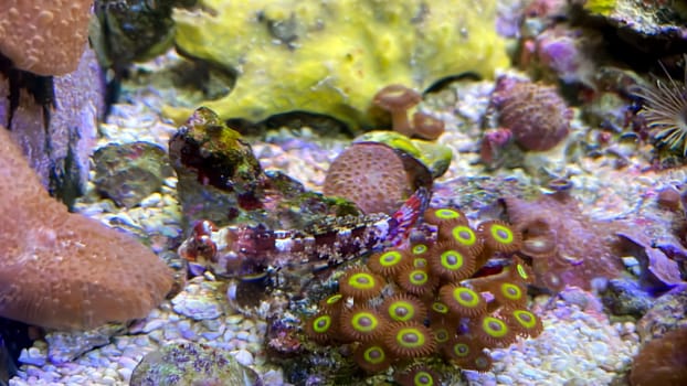 Gobies well camouflaged among corals in the aquarium.