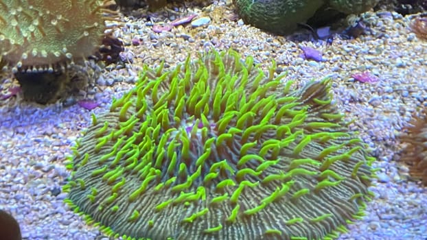 The most diverse types and shapes of corals in a marine tank.
